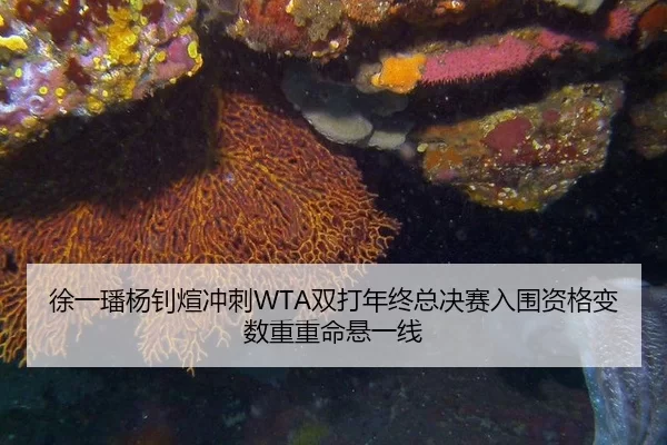 徐一璠杨钊煊冲刺WTA双打年终总决赛入围资格变数重重命悬一线